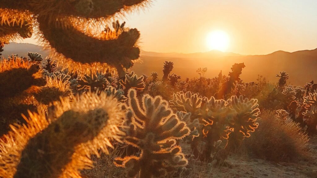 NaviSec Discovers Critical Zero-Day Exploit for Cacti Services